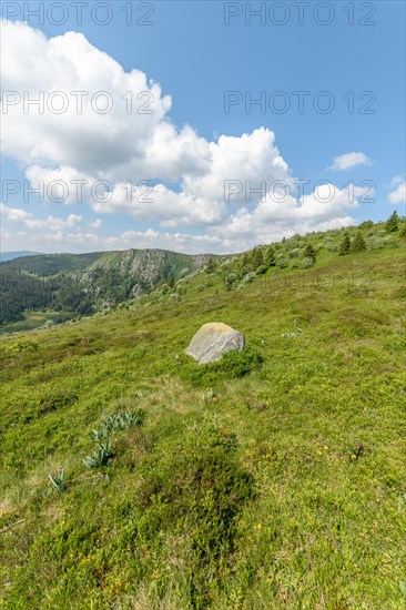 Landscape of the High Vosges near the riverbank road in spring. Collectivite europeenne d'Alsace