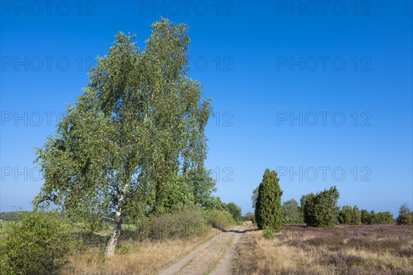 Path through heathland