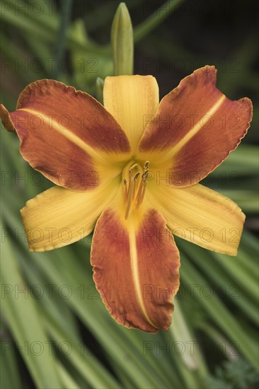 Daylily