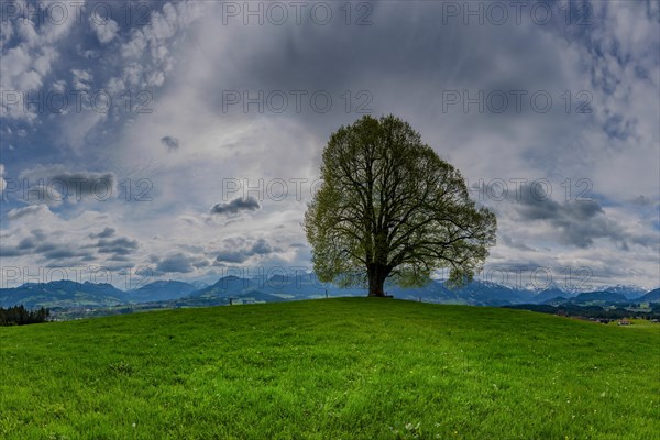 Peace lime tree