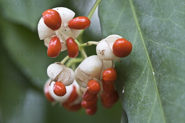 White european spindle