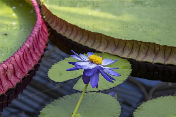 Waterlily in Kew Gardens