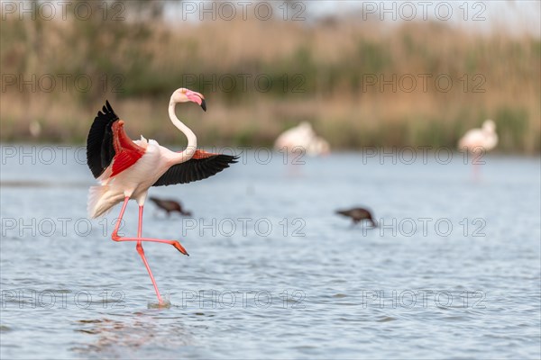 Greater flamingos