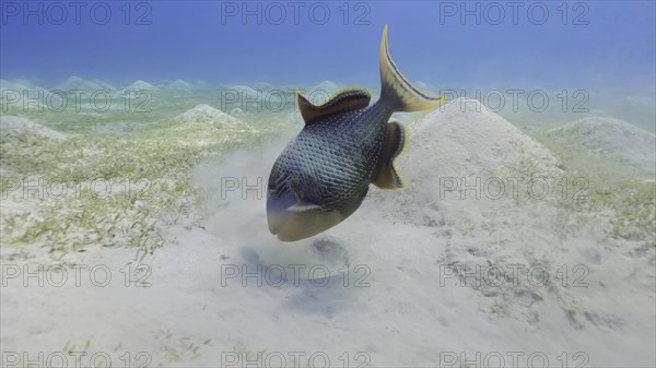 Close up of Yellowmargin Triggerfish