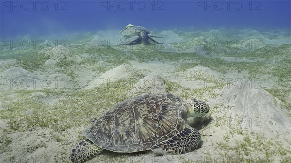 Two Sea turtles graze on the seabed eating green algae. Two Great Green Sea Turtle