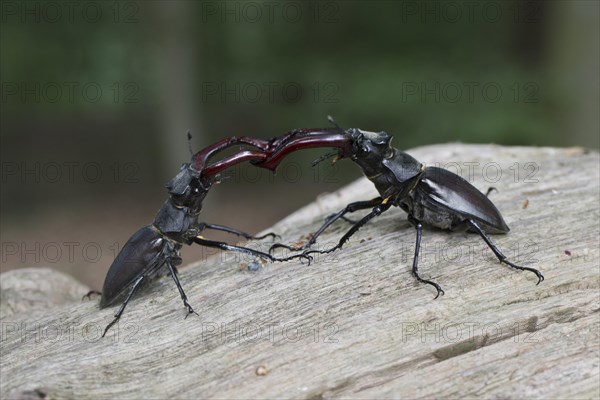 Stag beetle