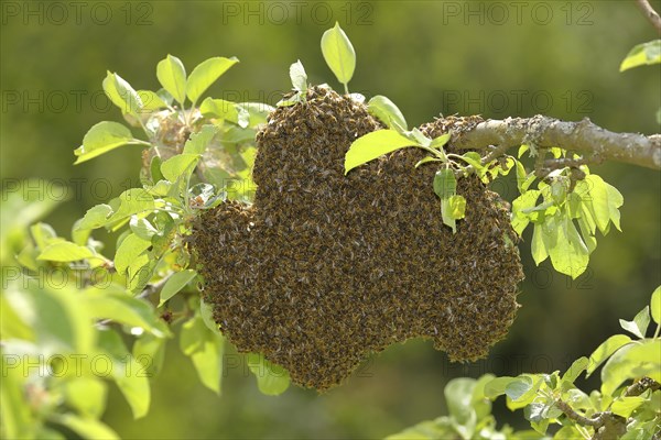 Swarm of honey bees