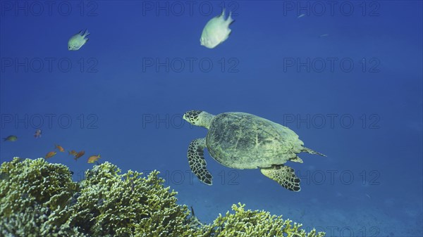 Top view of Hawksbill Sea Turtle