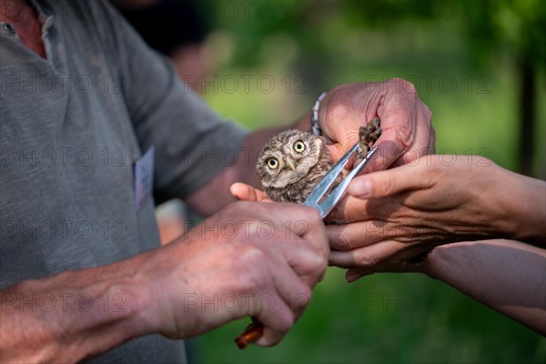 Little Owl