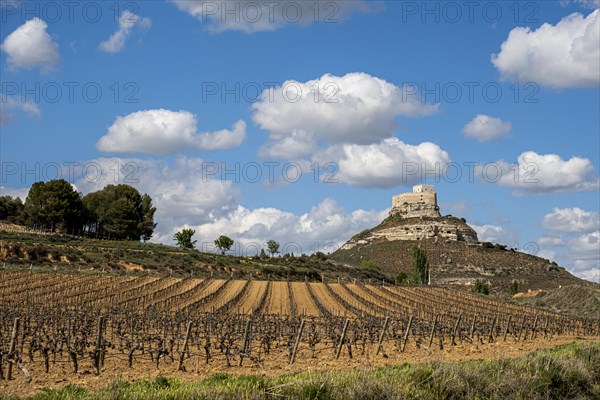 Vineyards around the Real Castillo de Curiel in the Ribera del Duero denomination of origin area in the province of Valladolid in Spain