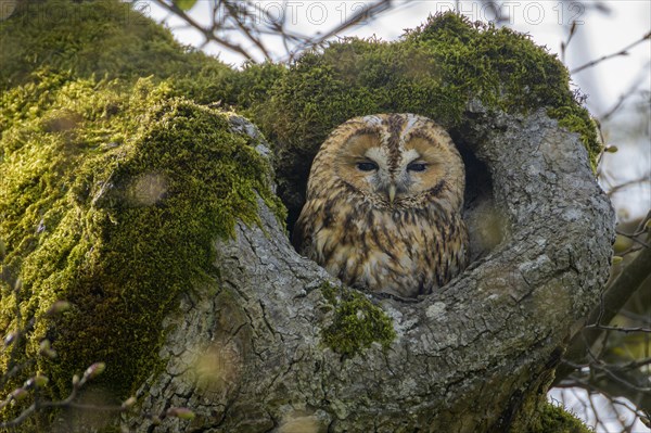 Tawny Owl