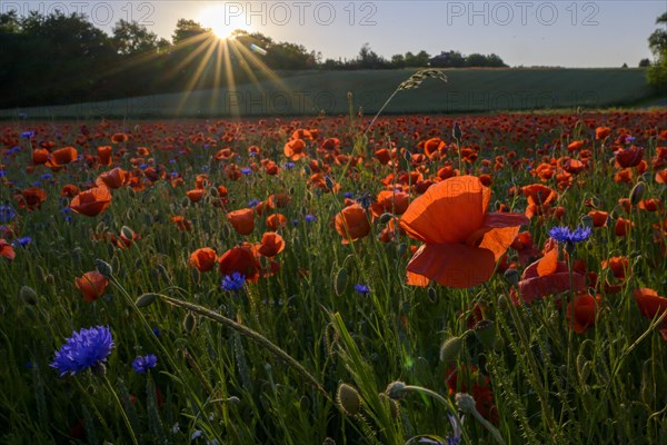 Poppy flowers