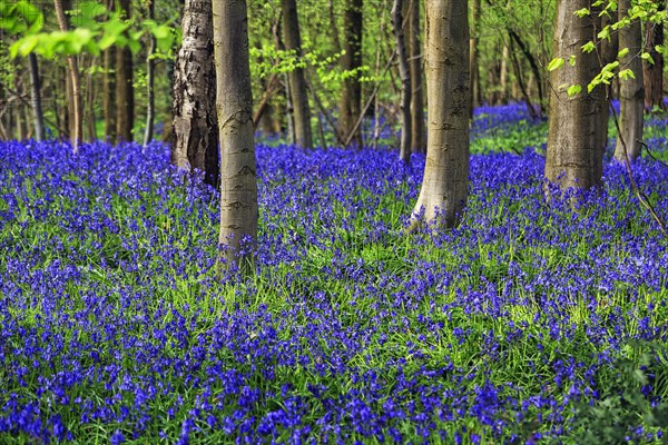 Common bluebell