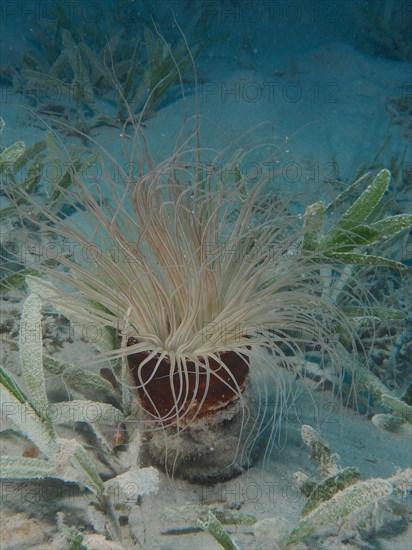 Tube-dwelling anemone