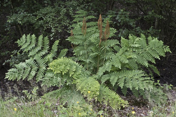 Royal fern