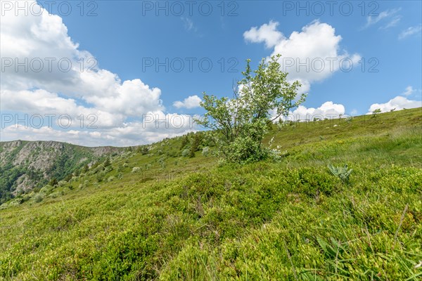 Landscape of the High Vosges near the riverbank road in spring. Collectivite europeenne d'Alsace