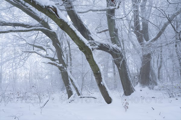 Snow-covered beech forest in the fog