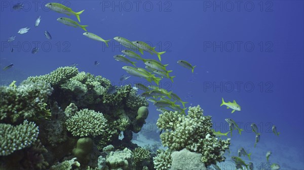 School of Yellowfin Goatfish