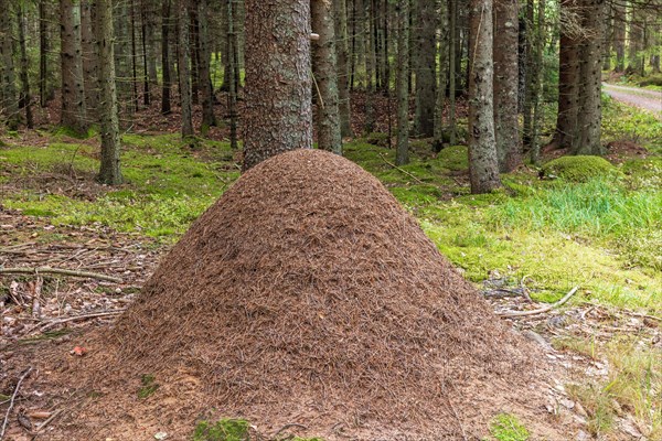 Big anthill in a coniferous spruce forest