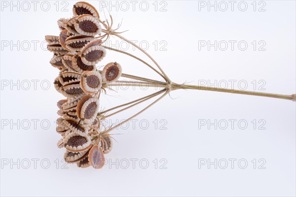 A Flower plant on a white background