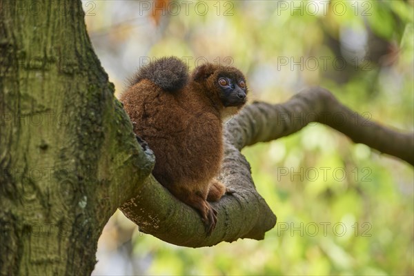 Red-bellied lemur