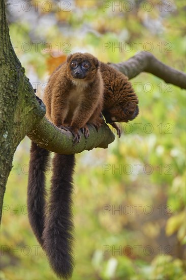 Red-bellied lemur