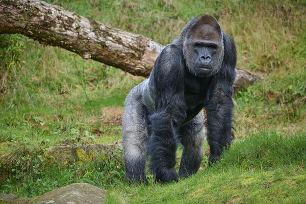 Western gorilla