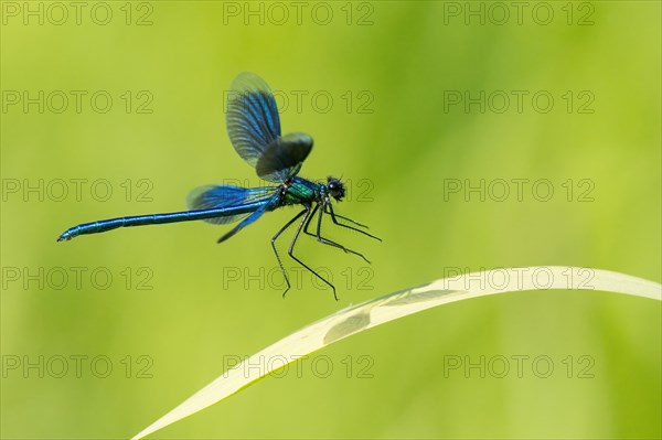 Banded demoiselle