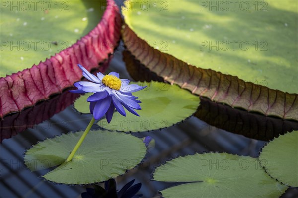 Waterlily in Kew Gardens