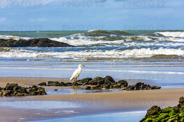 White egret perched on the beach with waves and rocks in Serra Grande on the south coast of the state of Bahia