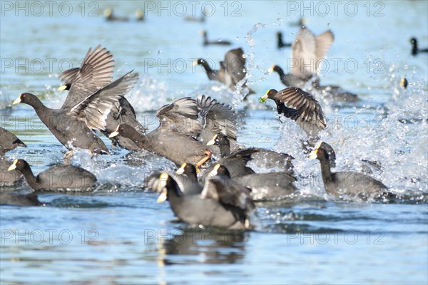 A group of white-winged coots