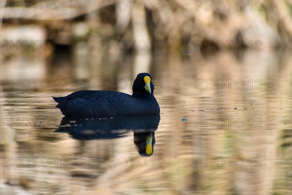 White-winged Eurasian Coot