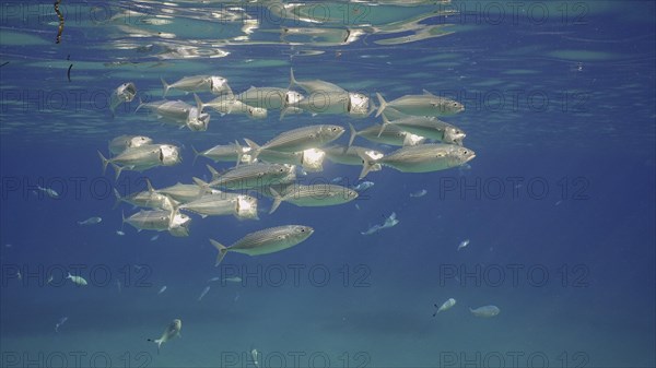 Group of Mackerel fish with open mouth swim under surface in blue water. Shoal of Indian Mackerel