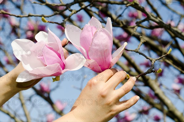 Hands Touching a Magnolia Flower
