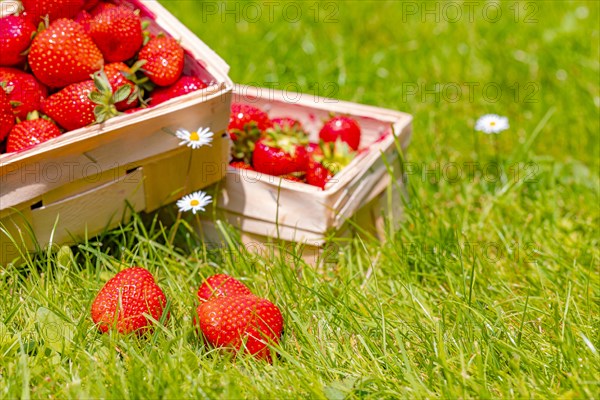 Baskets of strawberry