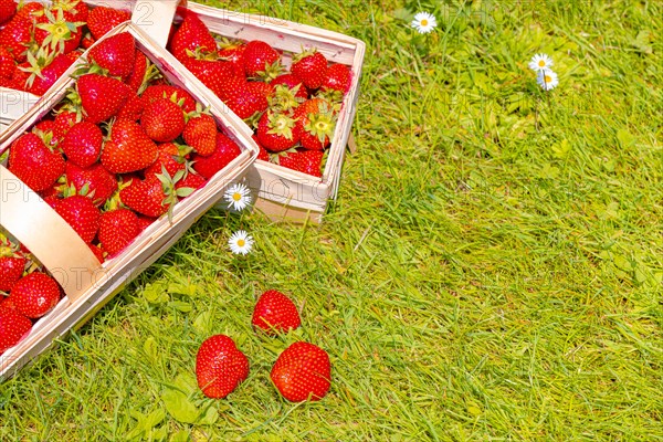 Baskets of strawberry
