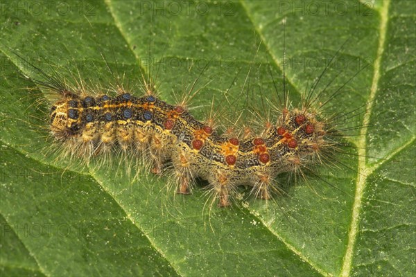 Gypsy moth