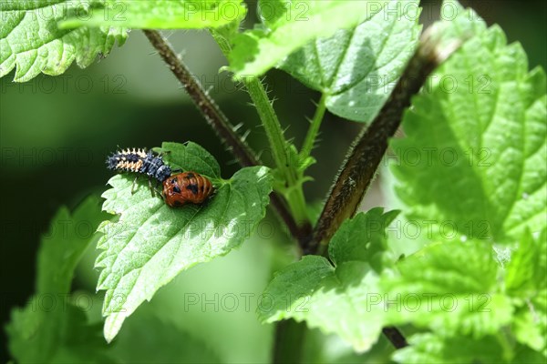 Ladybird