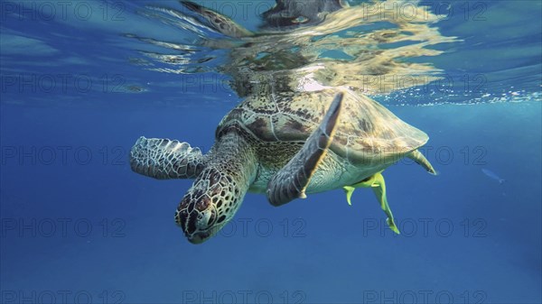 Great Green Sea Turtle