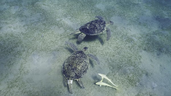 Two male of Great Green Sea Turtle