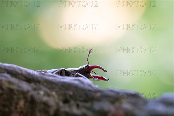 Stag beetle