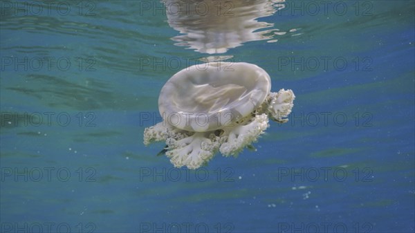 Close-up of Upside Down Jellyfish