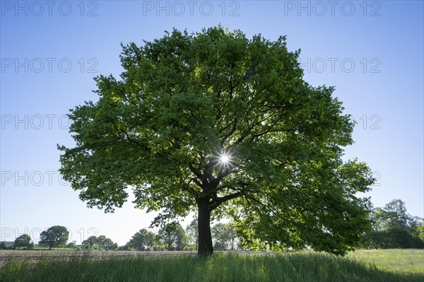 English oak