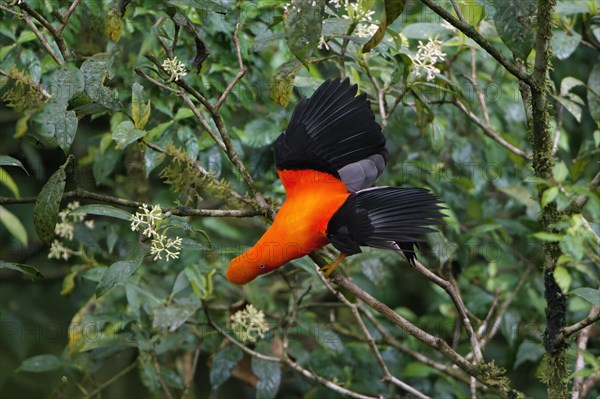 Male Andean cock-of-the-rock