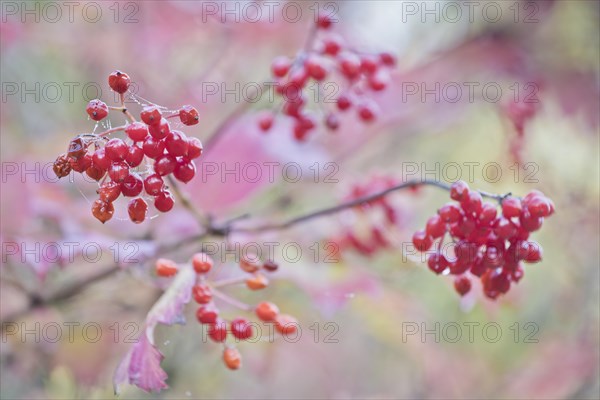 Guelder rose