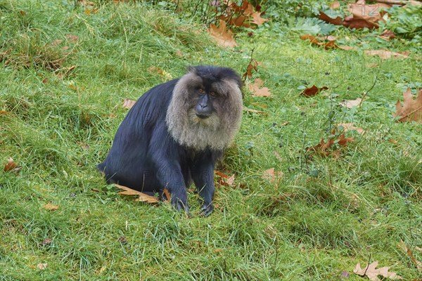 Lion-tailed macaque