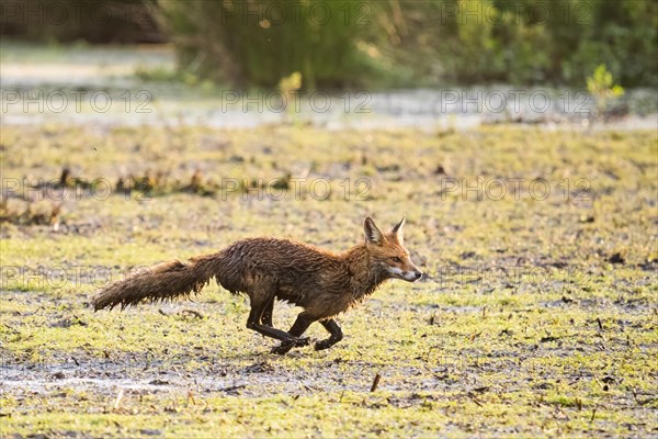 Red fox