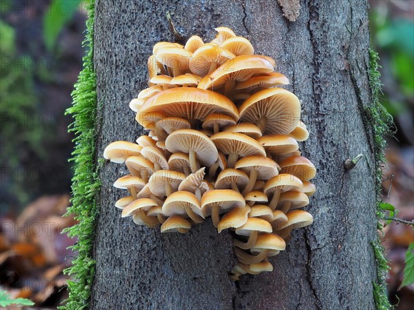 The velvet foot fungus is a typical winter fungus that survives frosty periods and snow well. The photo was taken on 24 December. A cultivated form is the Enoki Enokitake