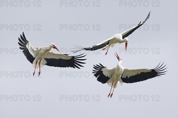 White stork