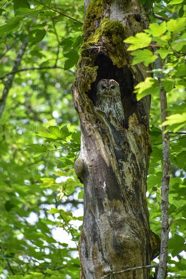 A tawny owl